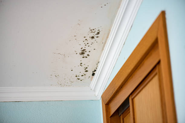 Best Mold Documentation for Insurance Claims  in Orida City, FL